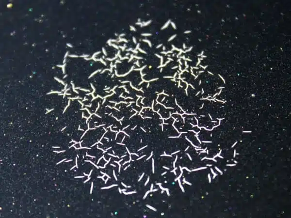 A close up of a vehicle with damage caused by bird droppings