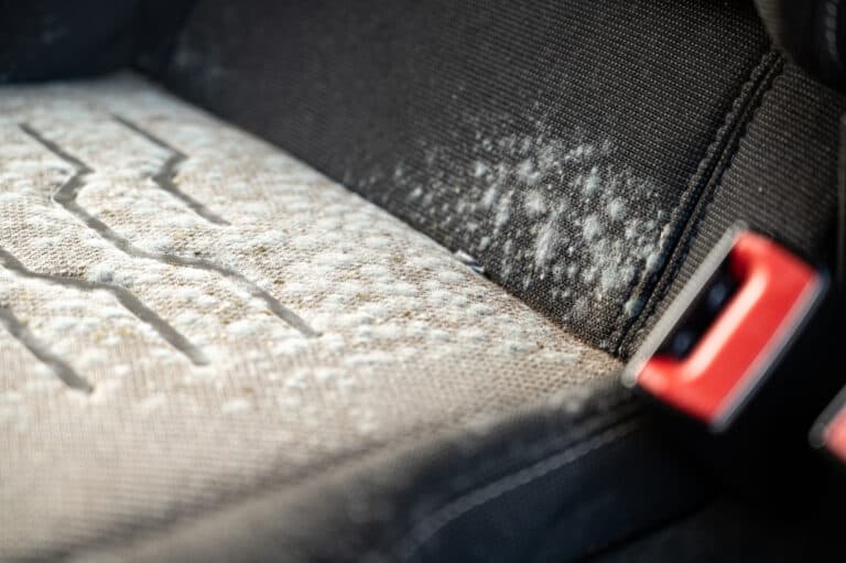 Close up of mould on a car seat.